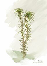 Torfmoos Postkarte A6