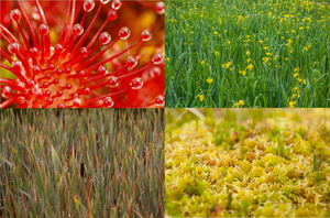 Potential Paludiculture Plants of the Holarctic - Cover (Collage: GMC)