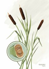 Rohrkolben Postkarte A6