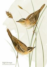 Seggenrohrsänger Postkarte A6