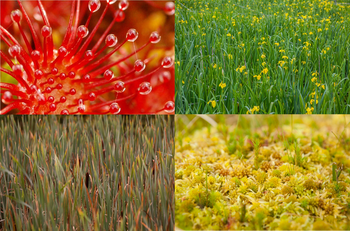 Potential Paludiculture Plants of the Holarctic - Cover (Collage: GMC)