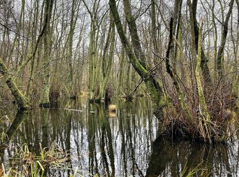 Moor auf der Insel Rügen (Foto: NiK)