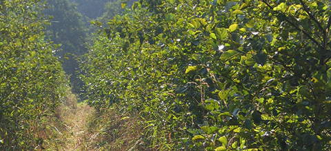 Alder plantation (Photo: A. Schäfer)