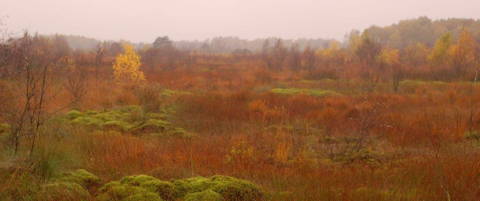 Bargerveen (Photo: H. Joosten)