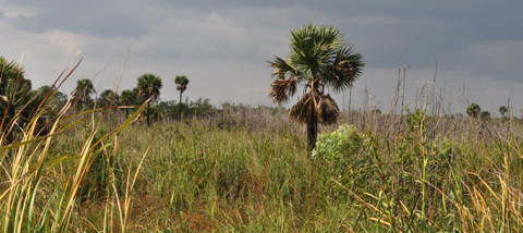 Ciénega de Zapata  (Photo: H. Joosten)
