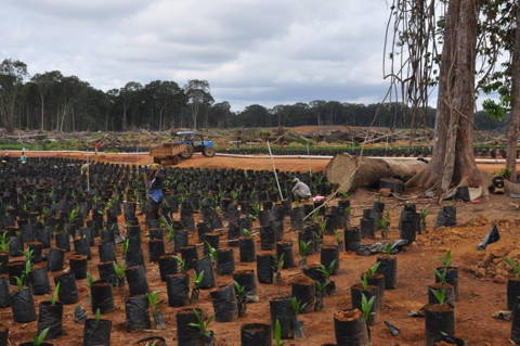 Plamöl Plantage Moulia, Gabun (Foto: H. Joosten)