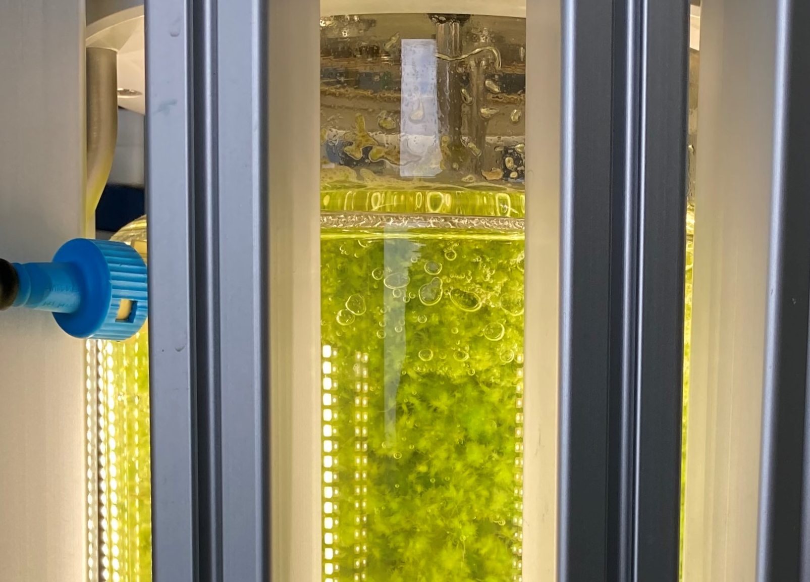 Torfmoos-Saatgut im Bioreaktor (8foto: N. Körner)