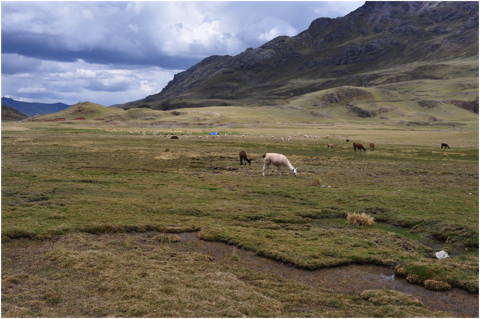 Marcapomacocha bofedales peatland (Photo: H. Joosten)