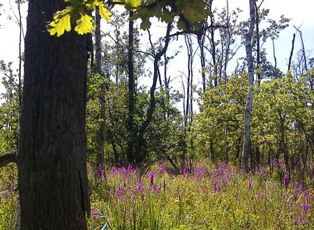 Oak at Anklamer Stadtbruch (Photo: Scharnweber)