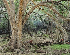 Otjironjuba spring at Waterberg, Namibia (Photo: 