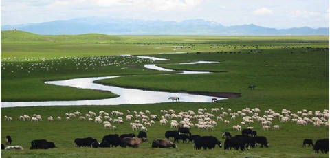 Ruoergai Plateau (Photo: M. Schumann)