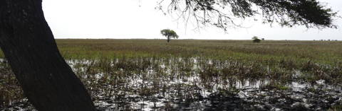 Tiguet, Djoudj National Bird Sanctuary, Senegal (Photo: C. Tegetmeyer)