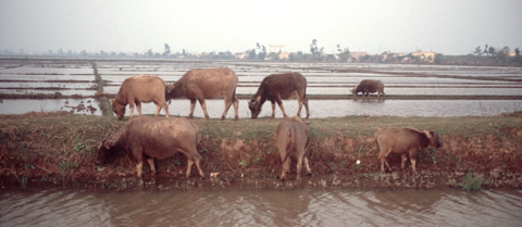 Rice paddies in Vietnam (Photo: H. Joosten)